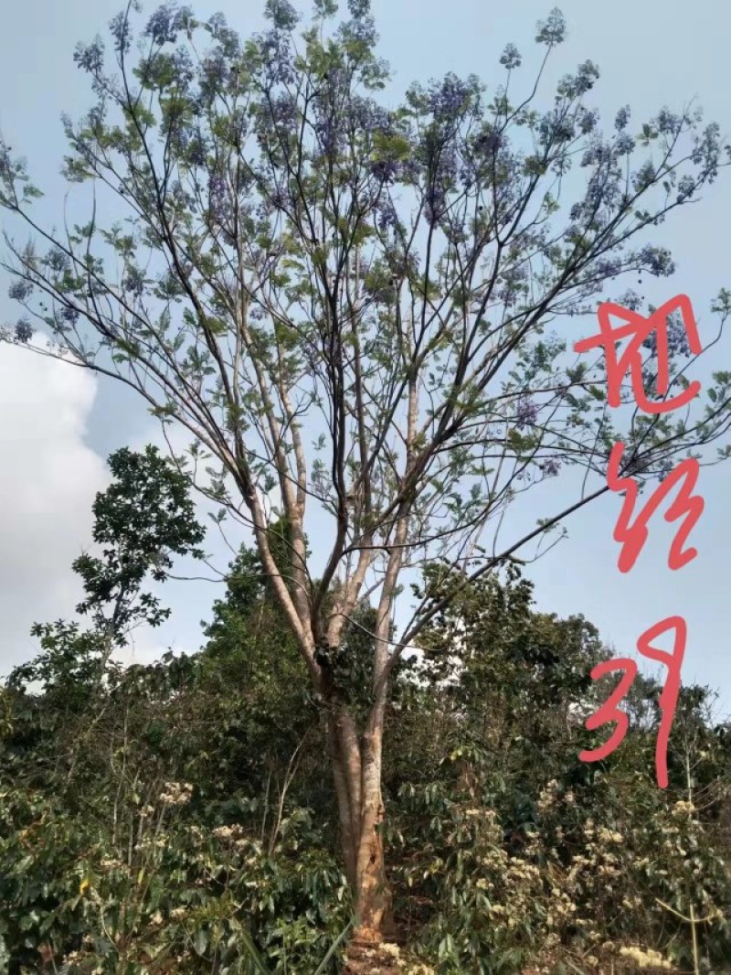 攀枝花/精品丛生蓝花楹，现货，欢迎实地考察