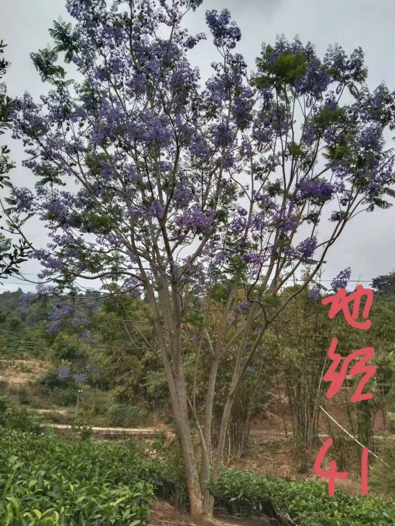 攀枝花/精品丛生蓝花楹，现货，欢迎实地考察
