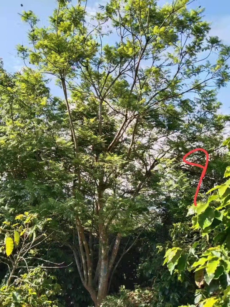 攀枝花/精品丛生蓝花楹，现货，欢迎实地考察
