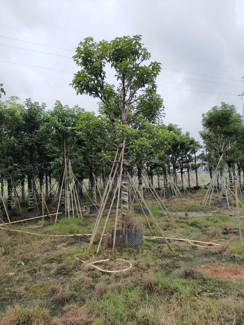秋枫！广东省揭阳市榕城区大骨架秋枫供应商。