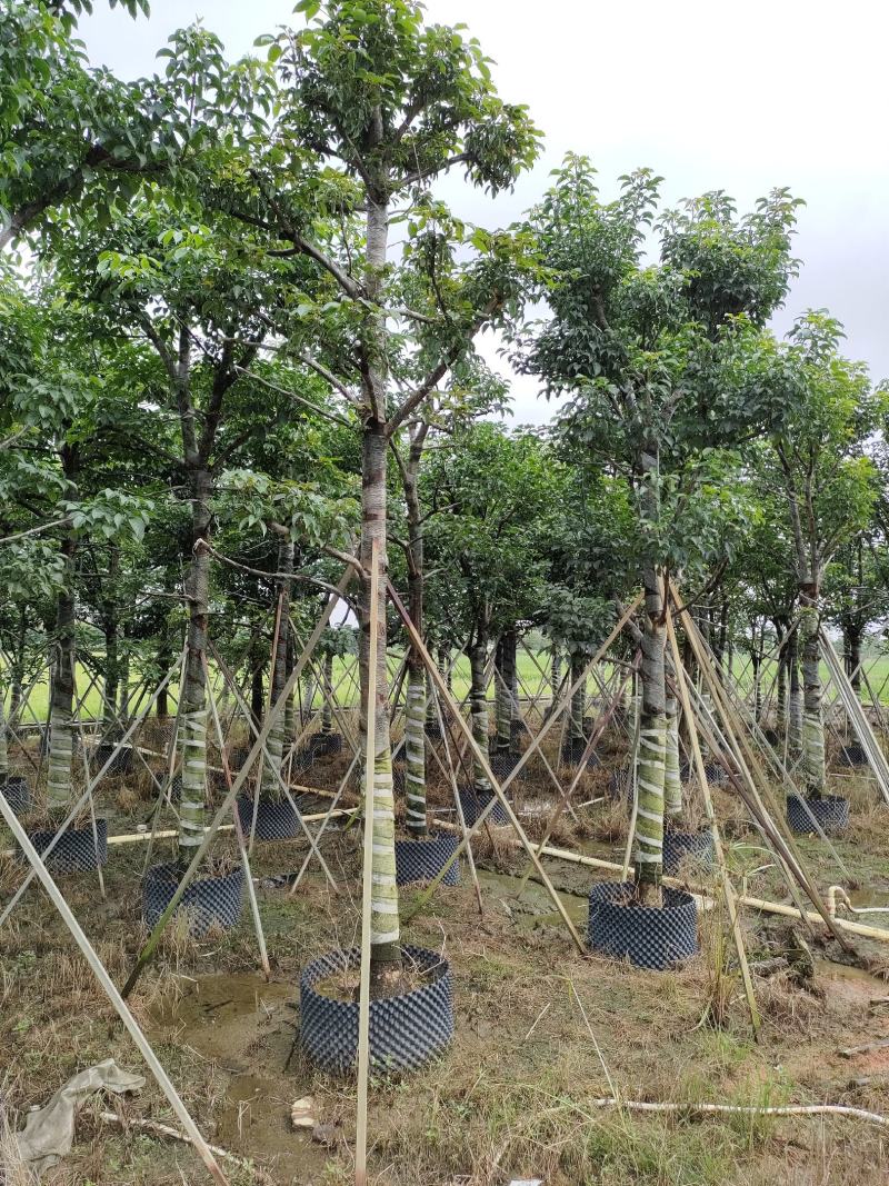 秋枫！广东省揭阳市榕城区大骨架秋枫供应商。