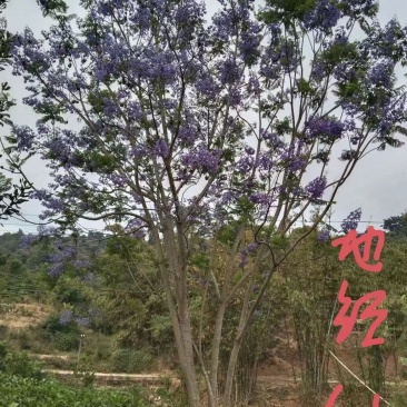 攀枝花/精品丛生蓝花楹，现货，欢迎实地考察