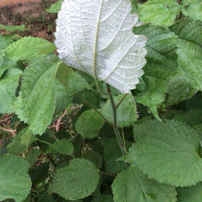新鲜苎麻，我们这边满山遍野都是，想要的给我报价