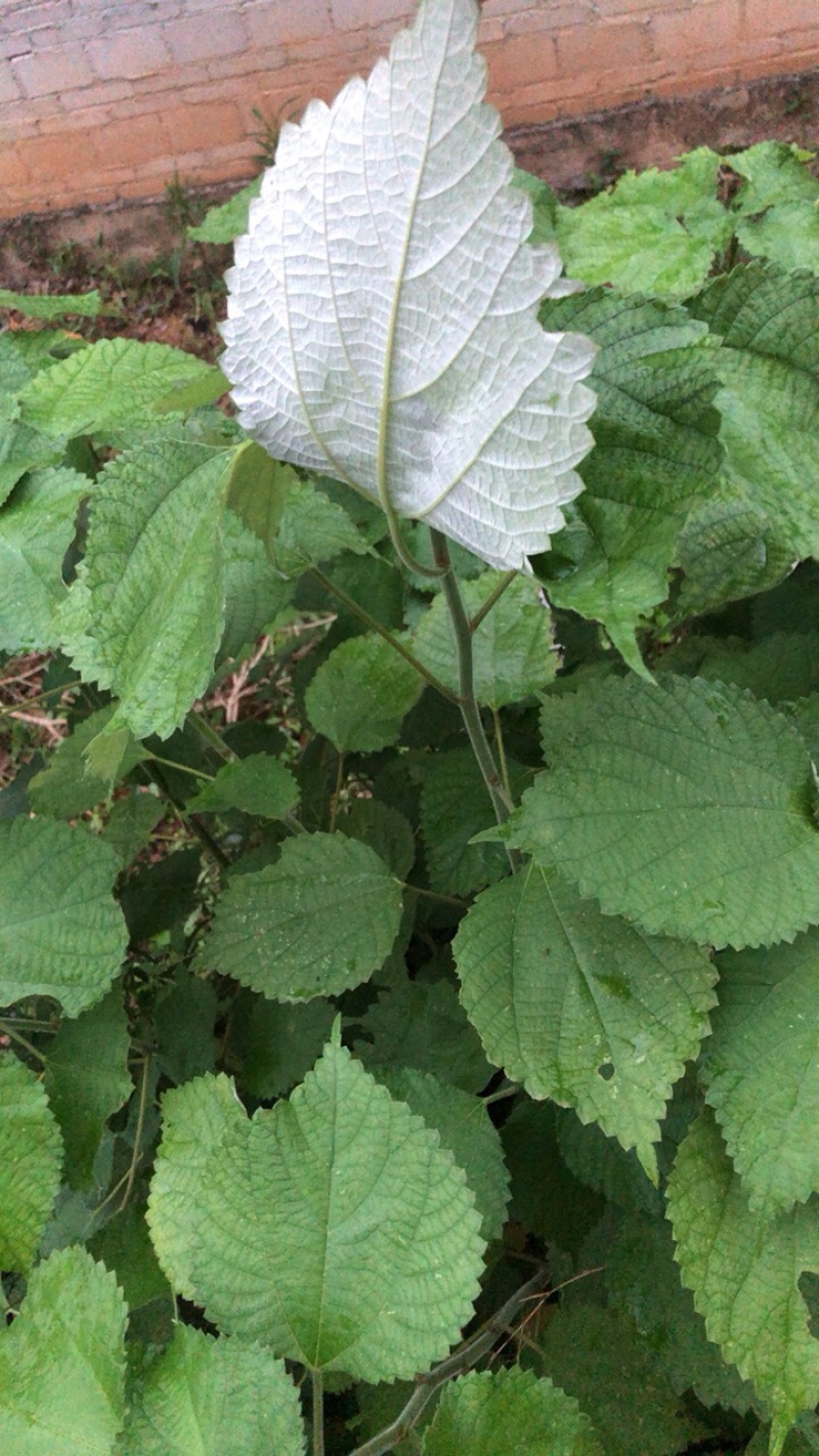 新鲜苎麻，我们这边满山遍野都是，想要的给我报价
