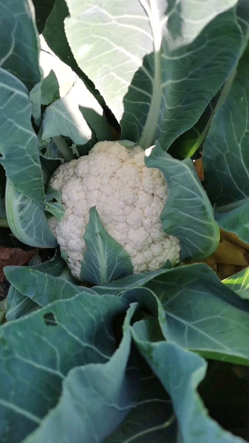 精品有机花大量有货地头装车没有差价欢迎各地老板选购