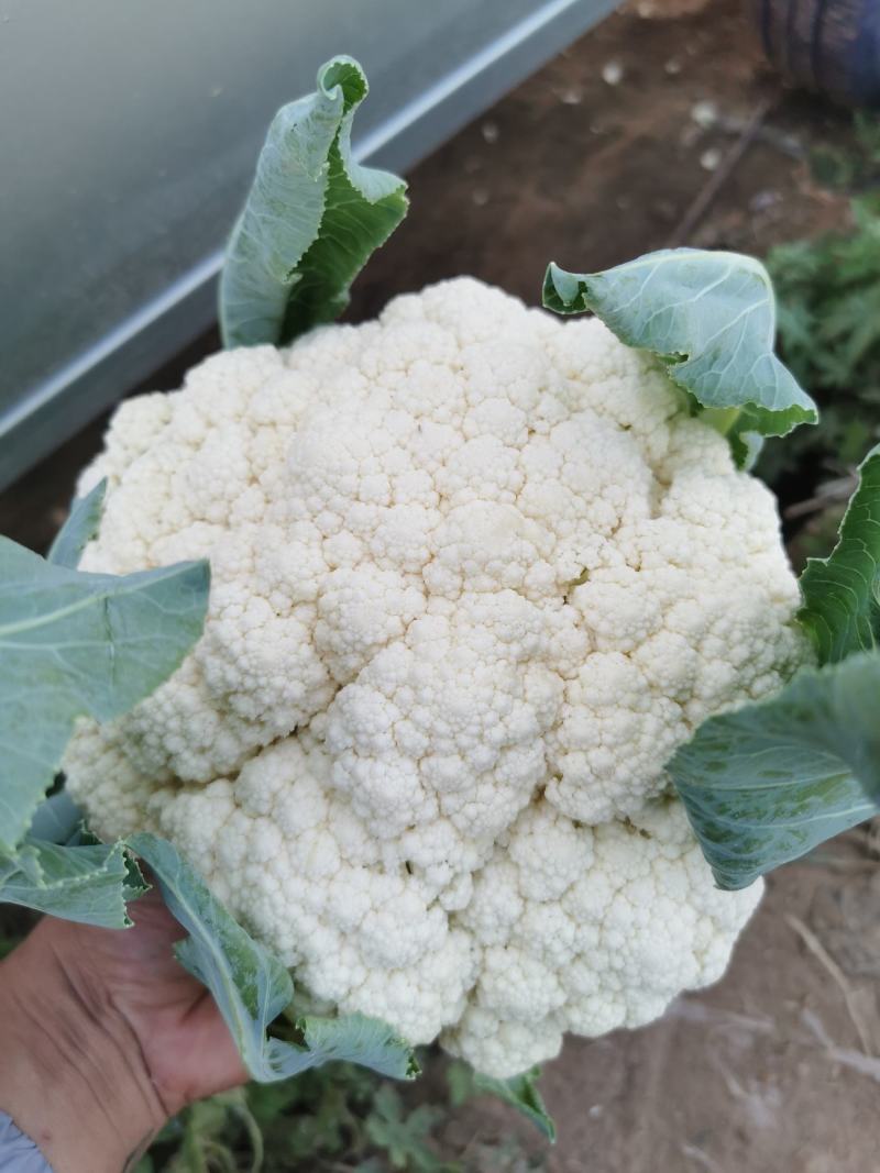 精品有机花大量有货地头装车没有差价欢迎各地老板选购