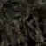 活虾