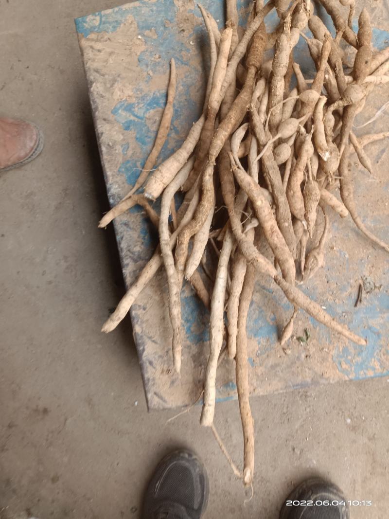 野生牛大力