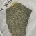 麦黄草籽