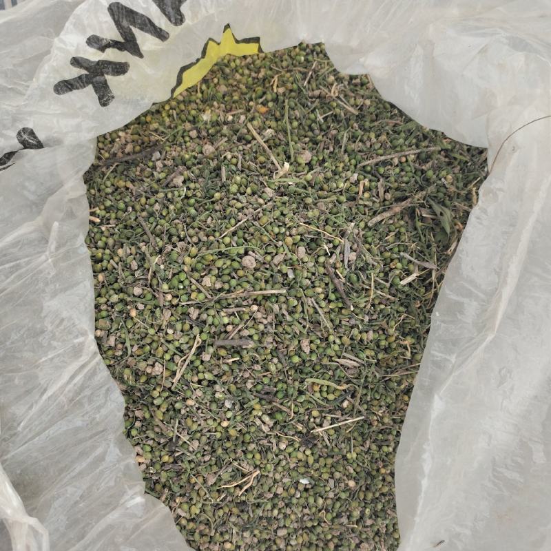 麦黄草籽