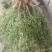 麦黄草籽