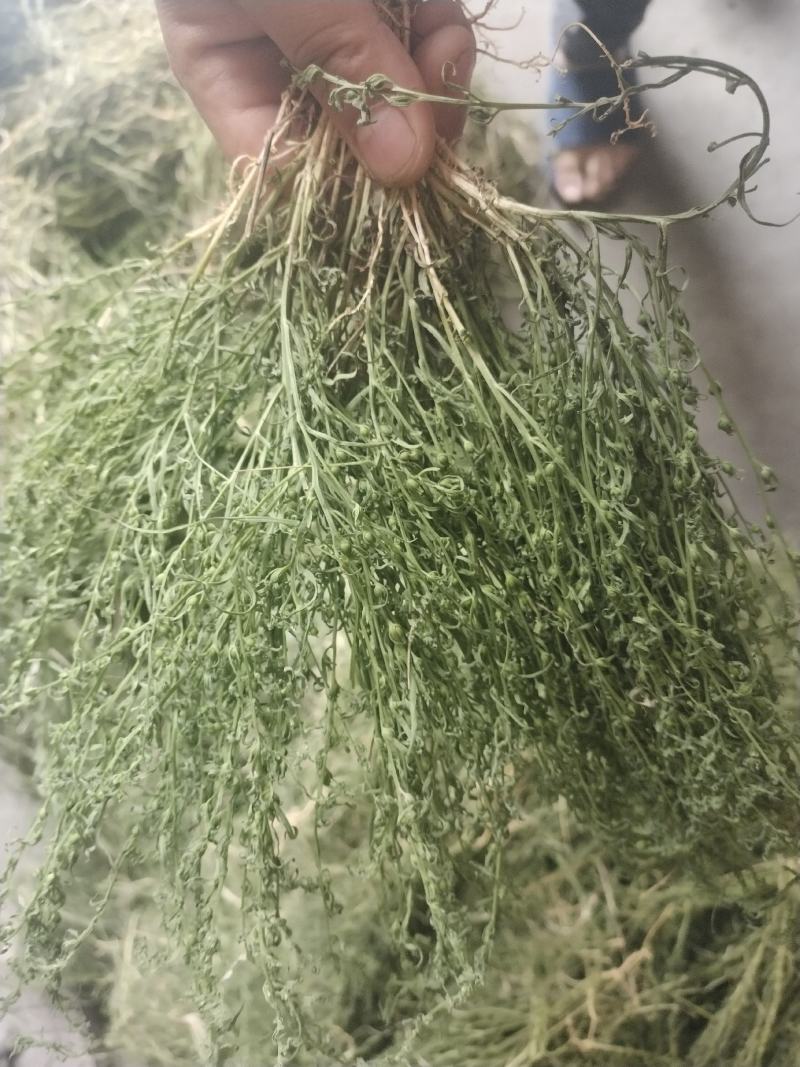 麦黄草籽
