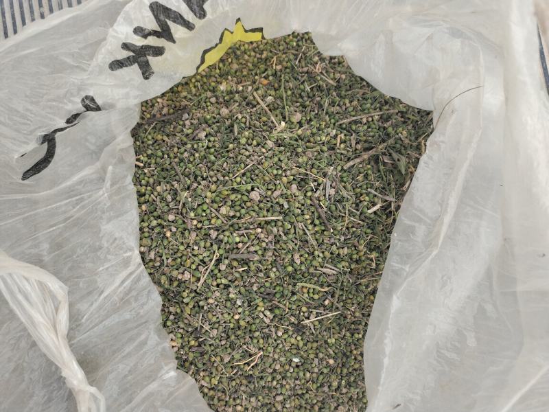 麦黄草籽