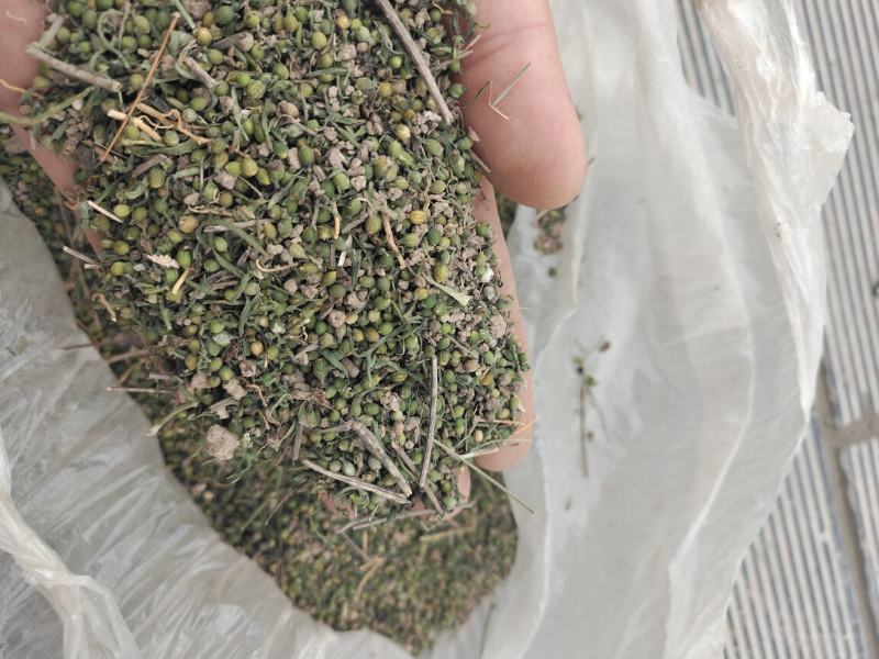 麦黄草籽