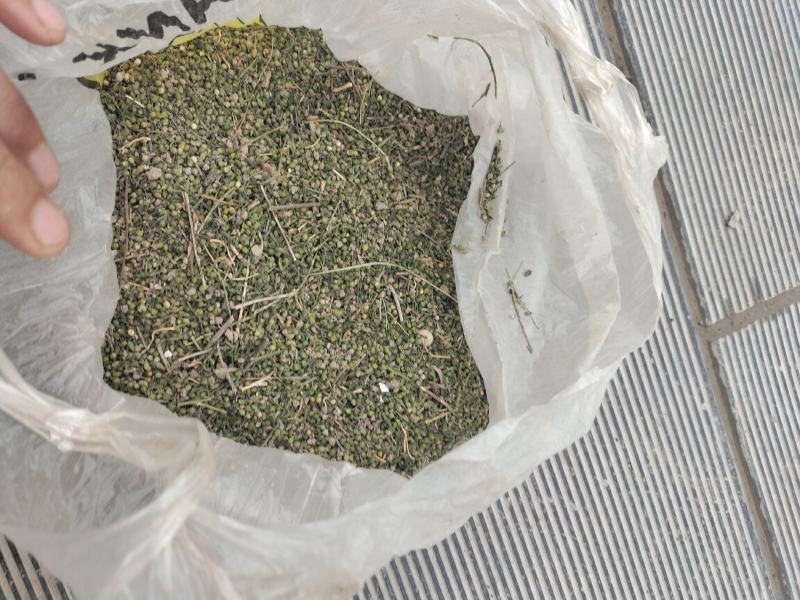 麦黄草籽