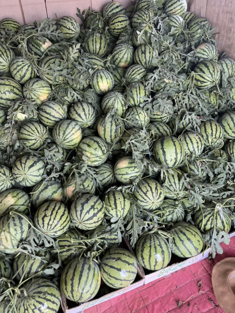 二茬精品美都西瓜有籽，大量上市中黑籽红瓤