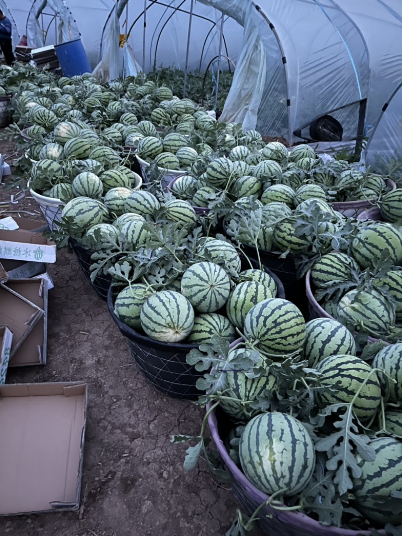 二茬精品美都西瓜有籽，大量上市中黑籽红瓤