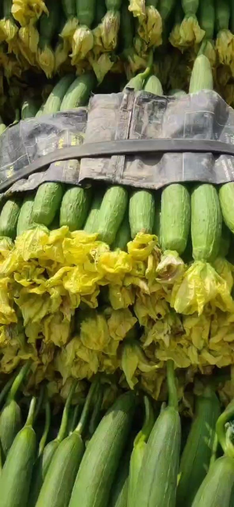 精品丝瓜
