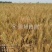 河北2022年新冬小麦，面粉加工。麦芽糖。羊肚菌用户