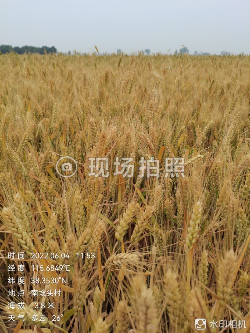 河北2022年新冬小麦，面粉加工。麦芽糖。羊肚菌用户