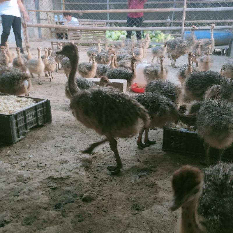 纯种非洲鸵鸟苗脱温小鸵鸟幼苗养殖场送养殖大棚包回收种苗