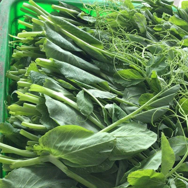 精品豌豆苗四川基地一手货源品质保证诚信经营欢迎选购