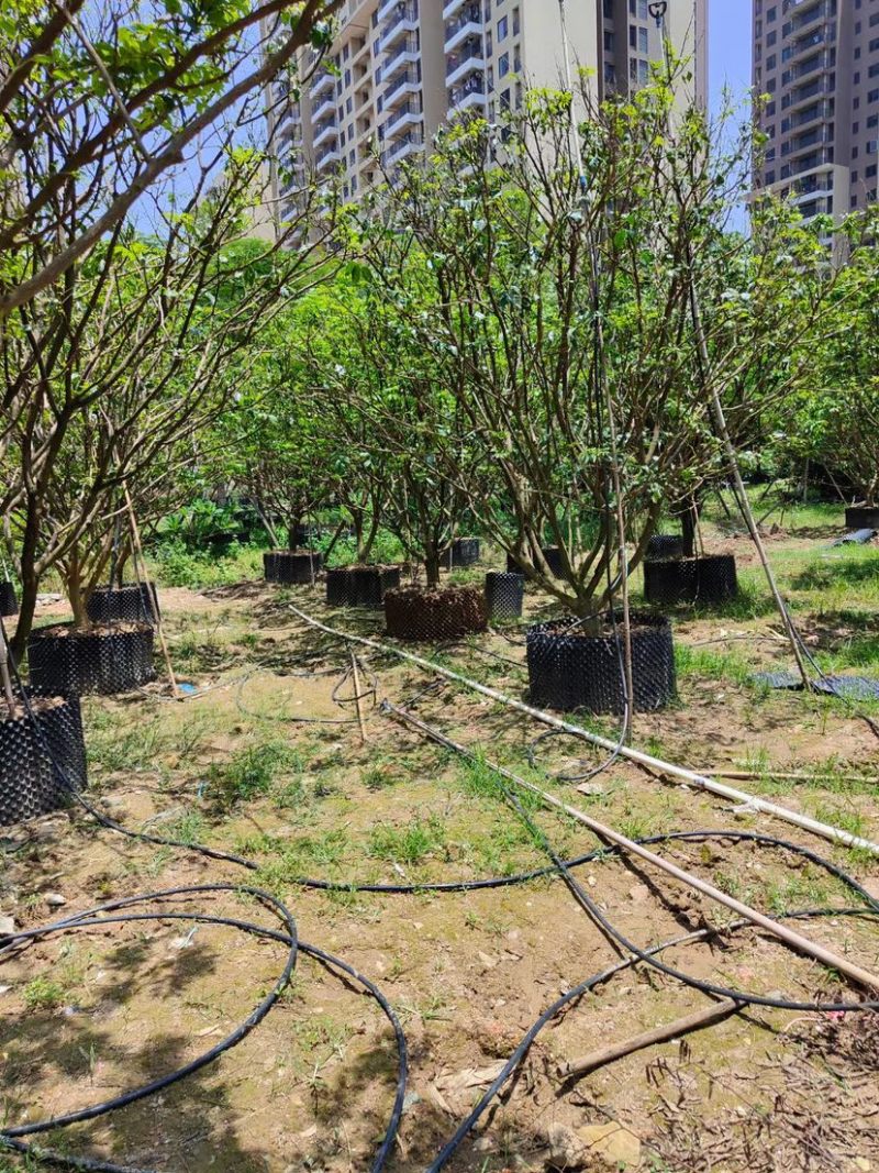 8-20公分各种规格黄皮现货