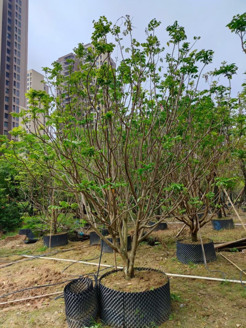 8-20公分各种规格黄皮现货