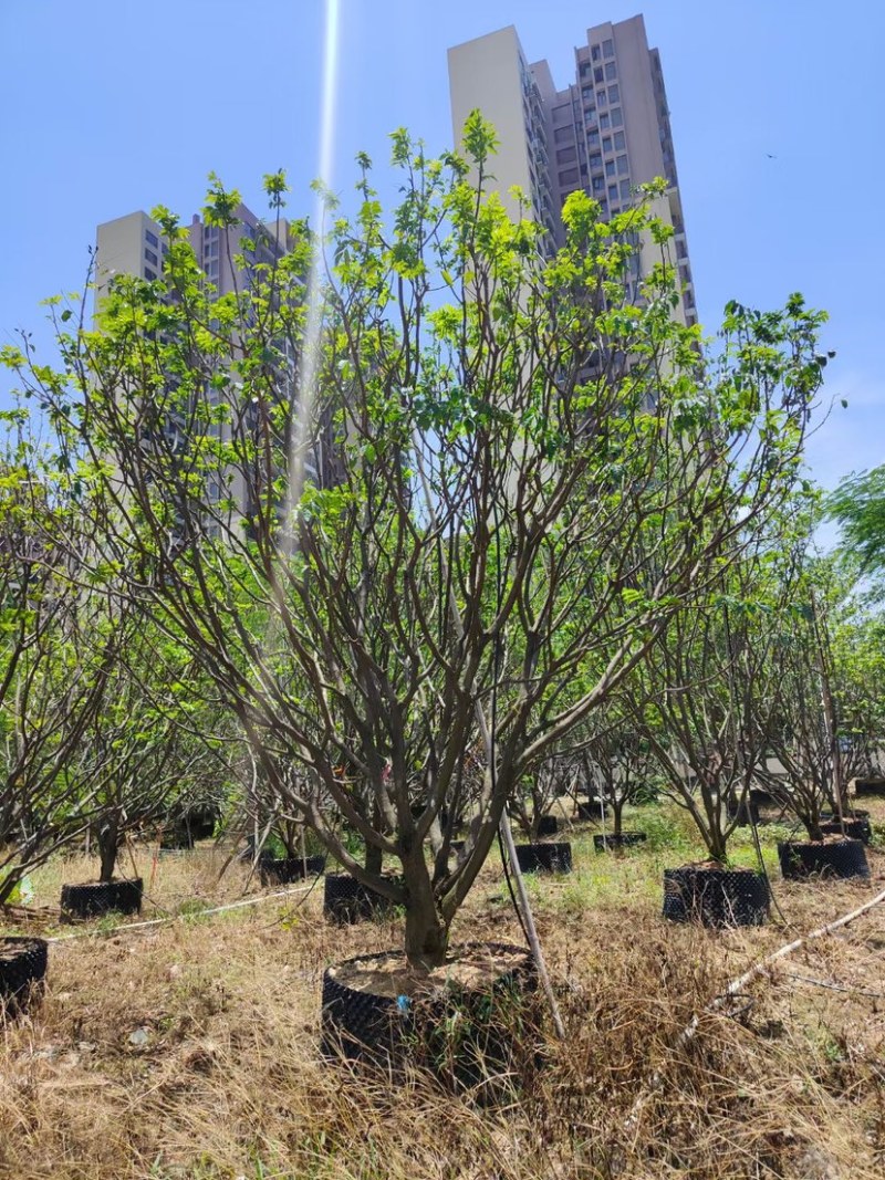8-20公分各种规格黄皮现货