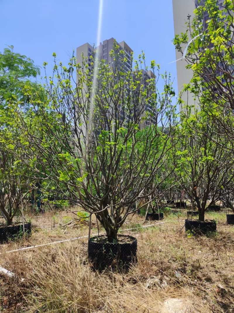 8-20公分各种规格黄皮现货