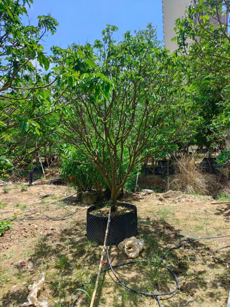 8-20公分各种规格黄皮现货