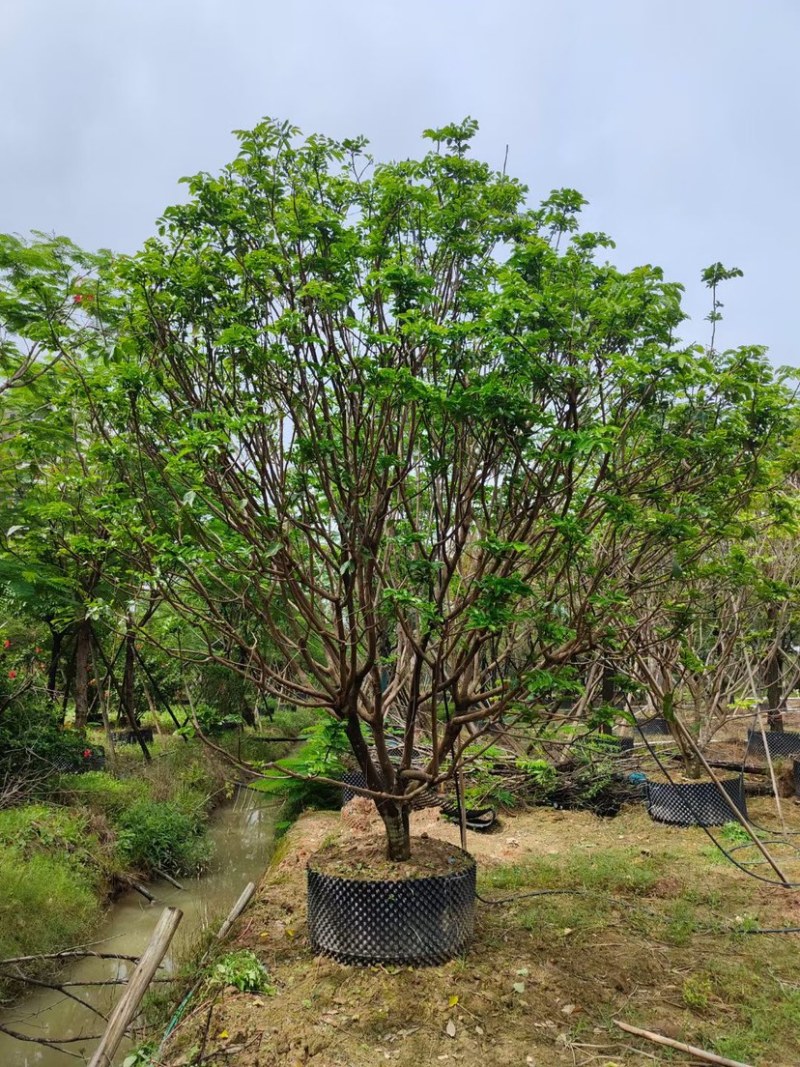 8-20公分各种规格黄皮现货