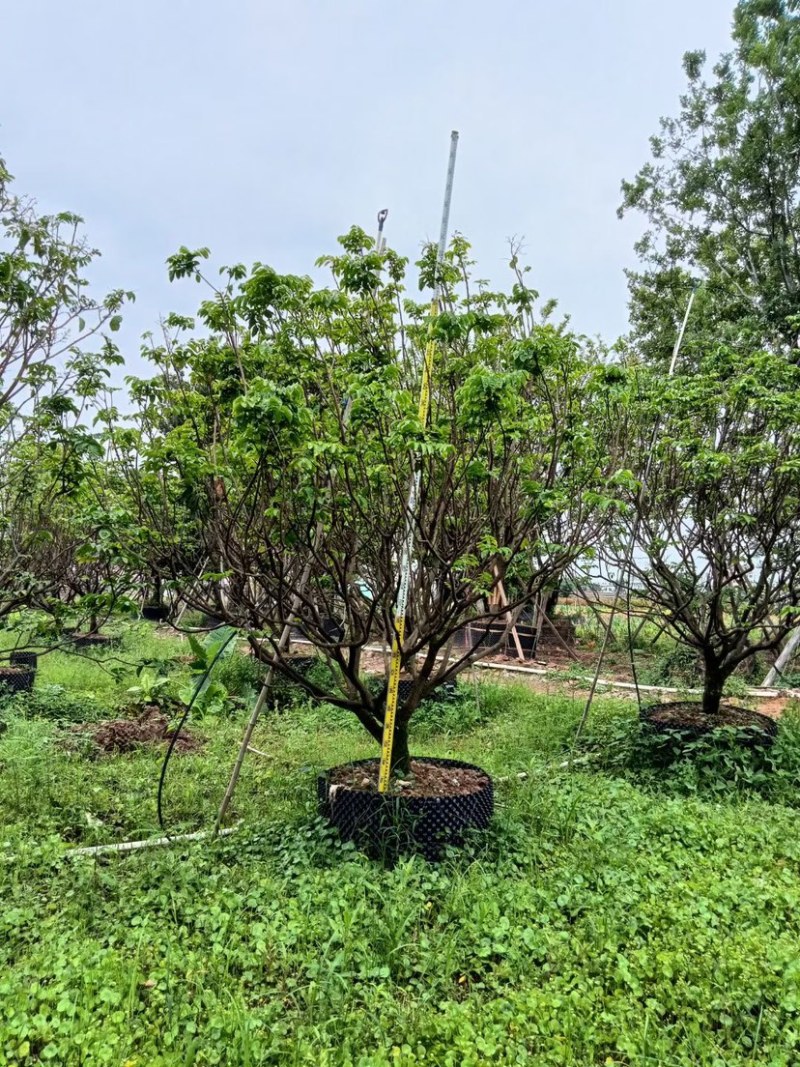 8-20公分各种规格黄皮现货