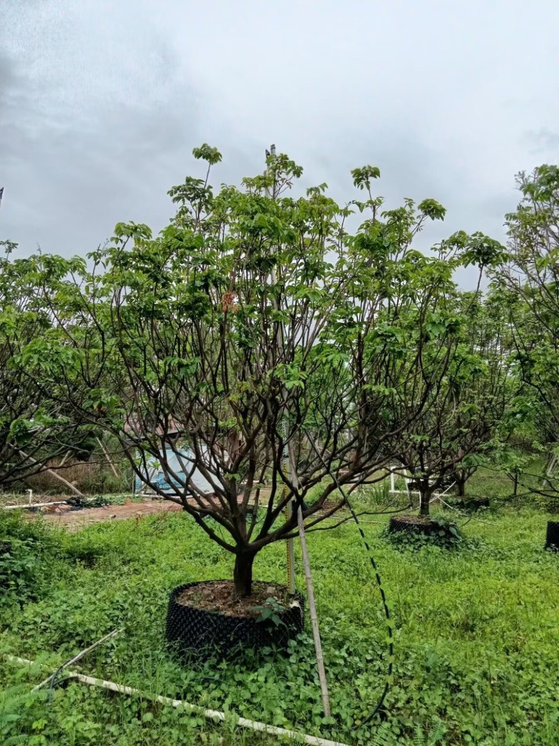 8-20公分各种规格黄皮现货