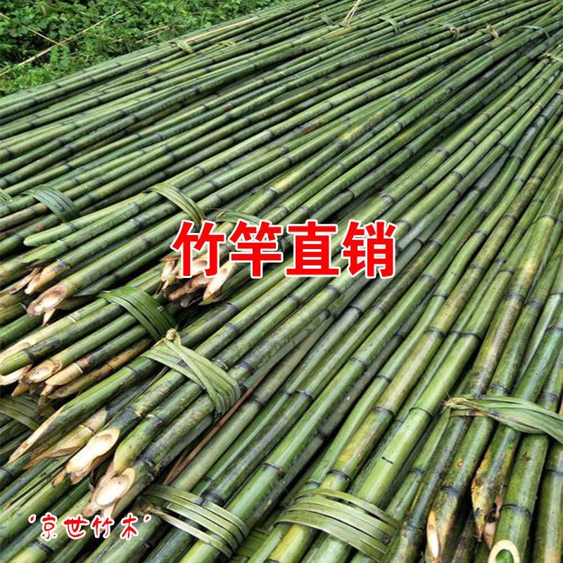 菜架竹南竹麻竹大批量供应优质各种大小竹子