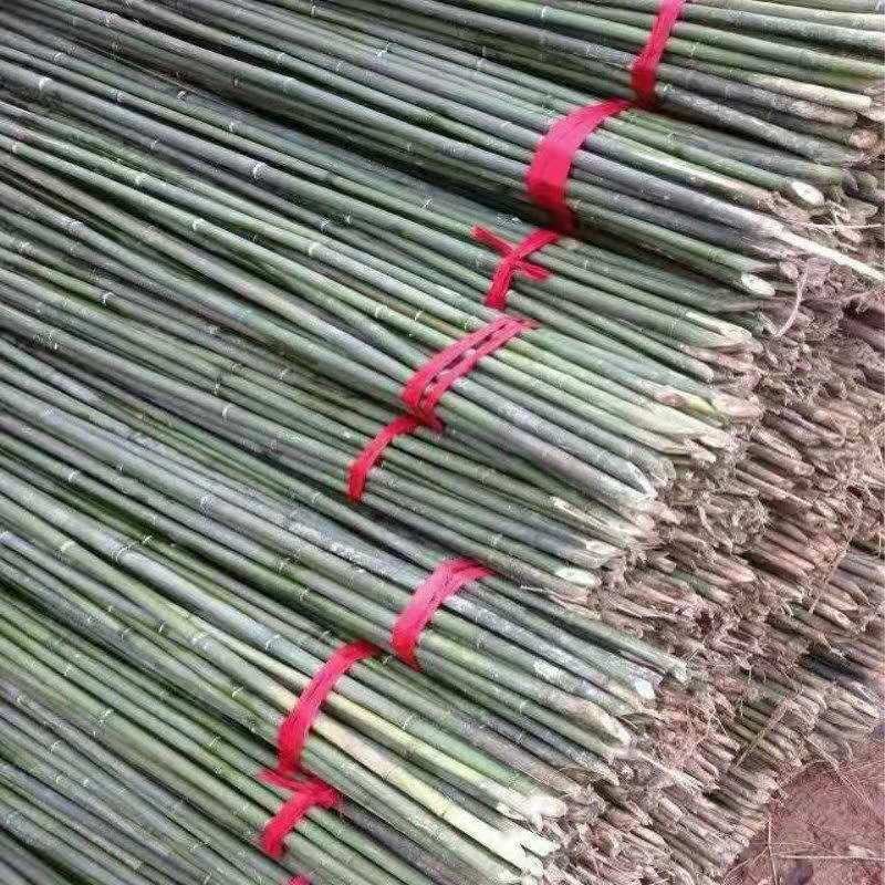 菜架竹南竹麻竹大批量供应优质各种大小竹子
