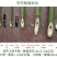 菜架竹南竹麻竹大批量供应优质各种大小竹子