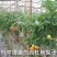 菜架竹南竹麻竹大批量供应优质各种大小竹子