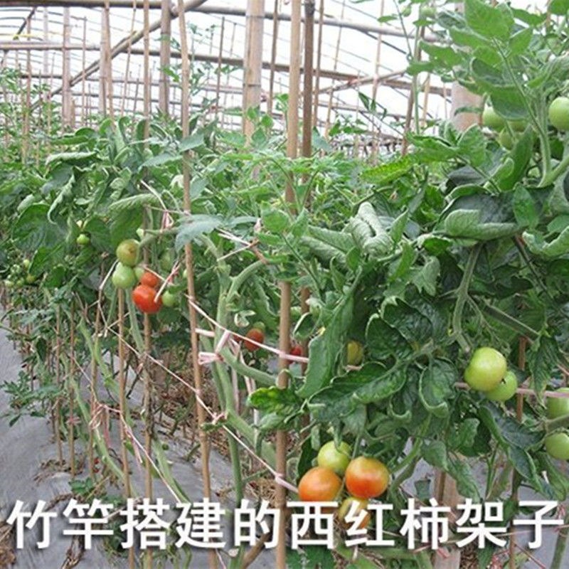 菜架竹南竹麻竹大批量供应优质各种大小竹子