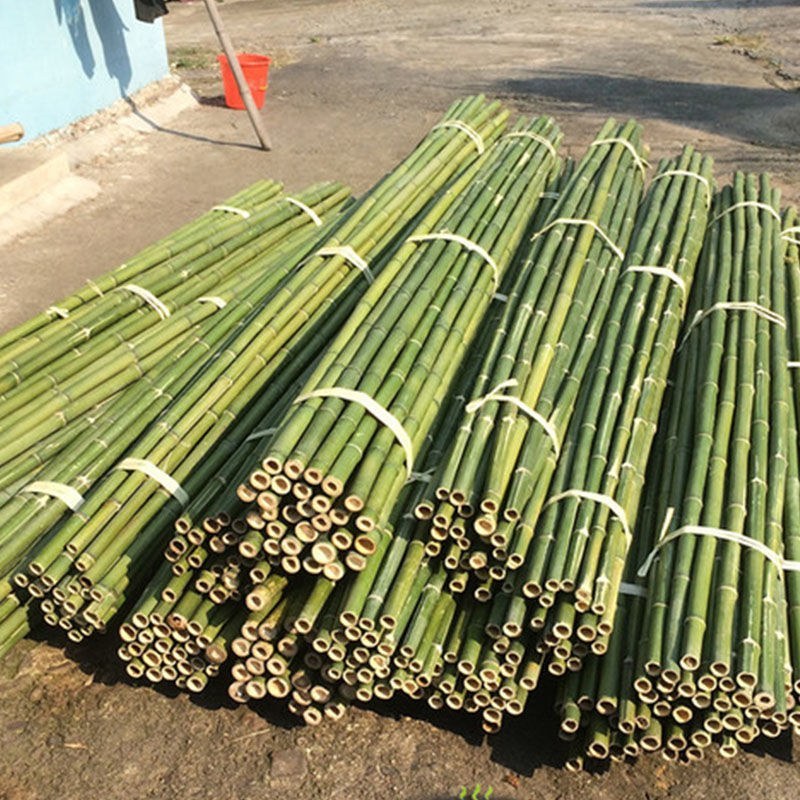 菜架竹南竹麻竹大批量供应优质各种大小竹子