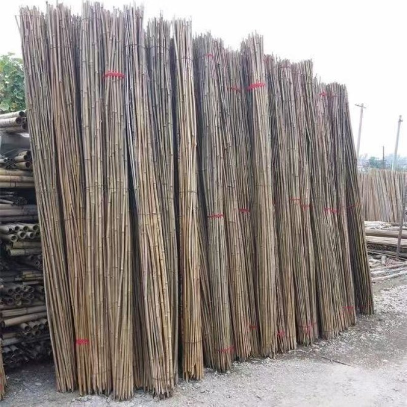 菜架竹南竹麻竹大批量供应优质各种大小竹子