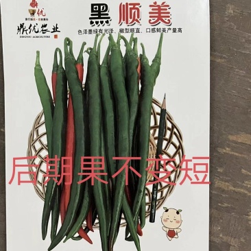 黑顺美辣椒种子辣味十足易管理颜色发黑辣味足口感无渣