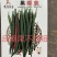 黑顺美辣椒种子辣味十足易管理颜色发黑辣味足口感无渣