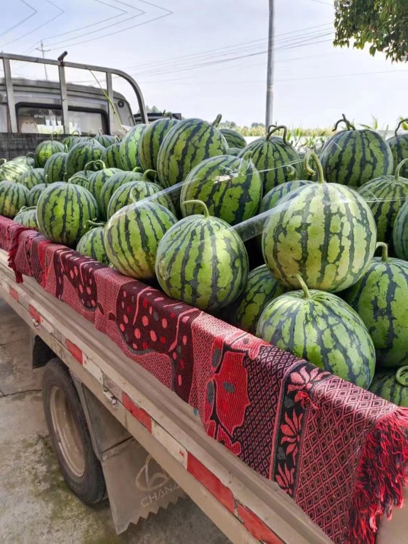 西瓜，美都8424无籽麒麟瓜，甜度14以上，个大皮薄。