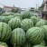 西瓜，美都8424无籽麒麟瓜，甜度14以上，个大皮薄。