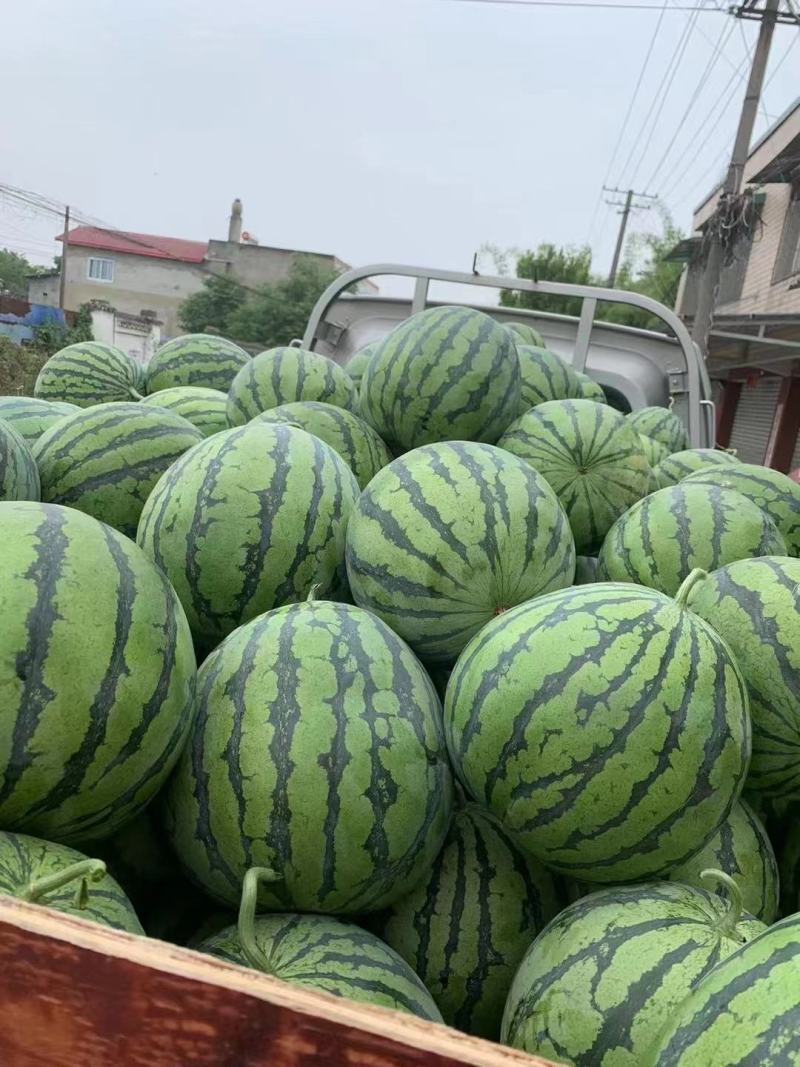 西瓜，美都8424无籽麒麟瓜，甜度14以上，个大皮薄。