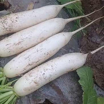 精品白萝卜大量上市有要的联系