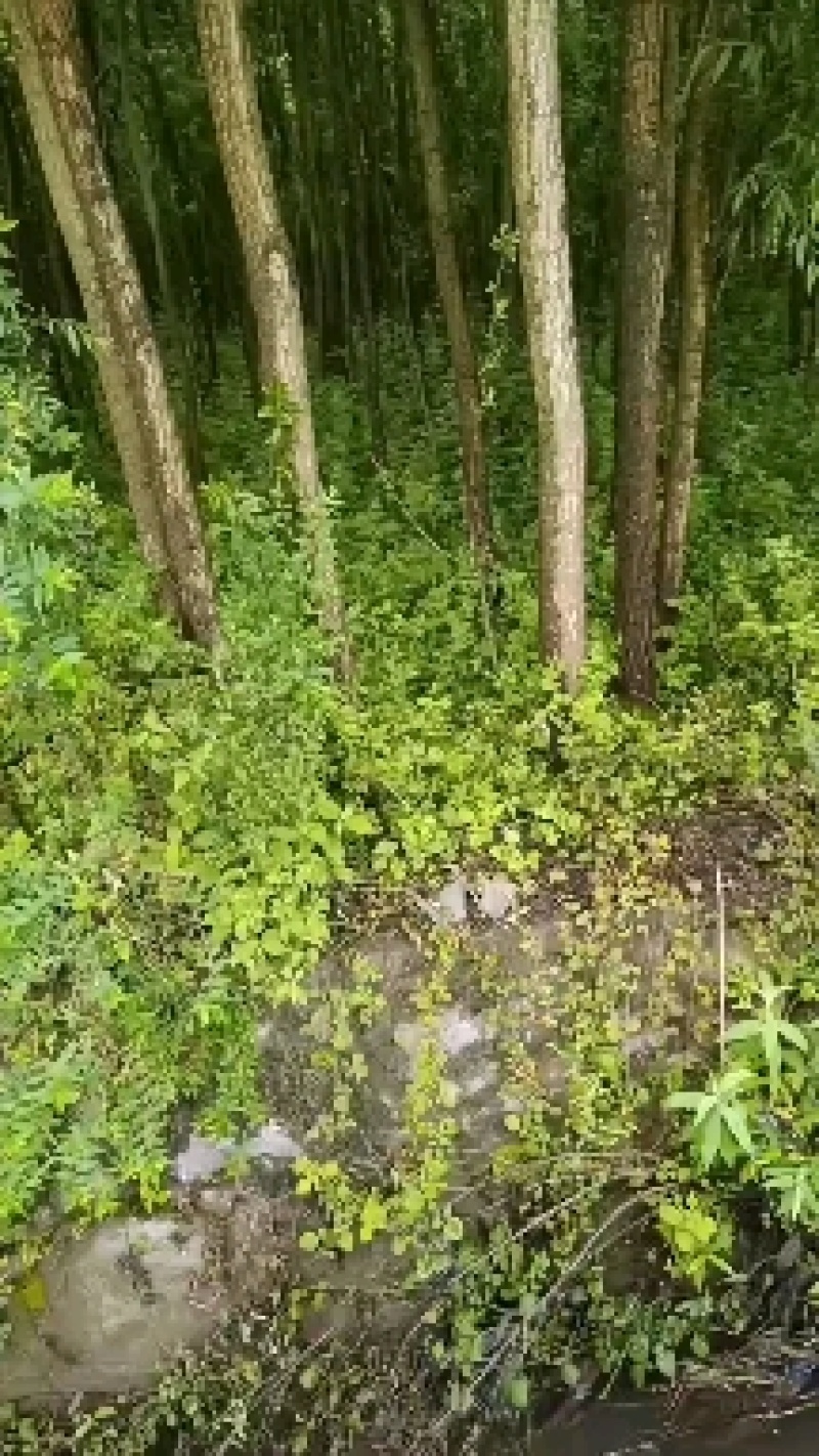 爱护公路树木，保持公路水士，建设绿色道。长远富，多栽树。