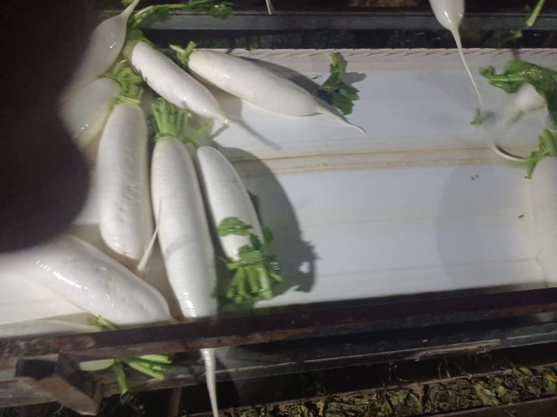 精品白萝卜大量上市有要的联系