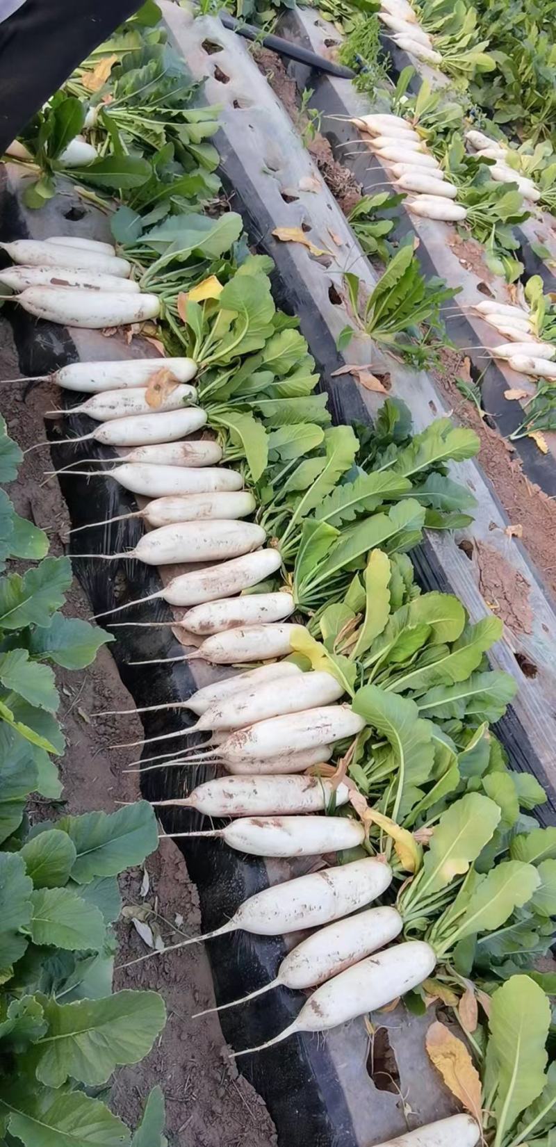 精品白萝卜大量上市有要的联系